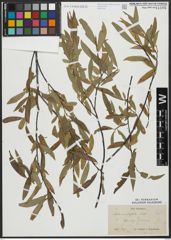 Foto von Salix acutifolia Willd.